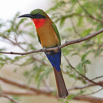 Red-throated Bee-eater