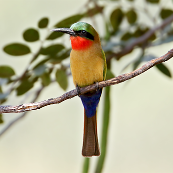 Red-throated Bee-eater