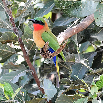 Red-throated Bee-eater