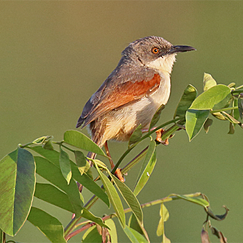 Red-winged Prinia
