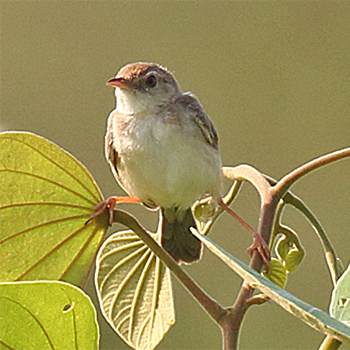 Rufous Cisticola
