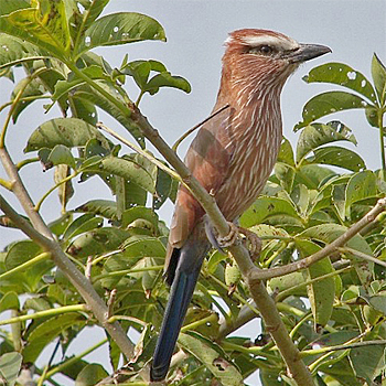 Rufous-crowned Roller