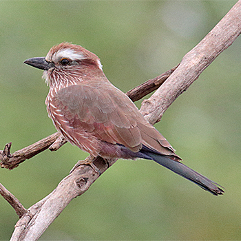 Rufous-crowned Roller