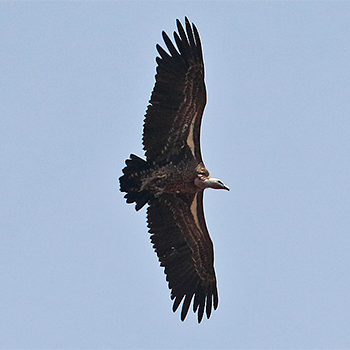 Rüppell's Griffon