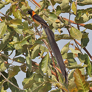 Sahel Paradise-whydah