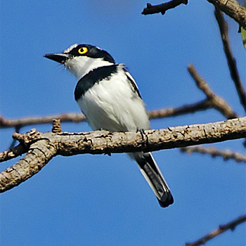 Senegal Batis