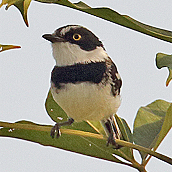 Senegal Batis