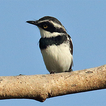Senegal Batis
