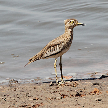 Senegal Thick-knee