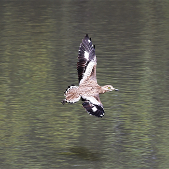 Senegal Thick-knee