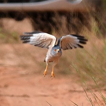 Shikra