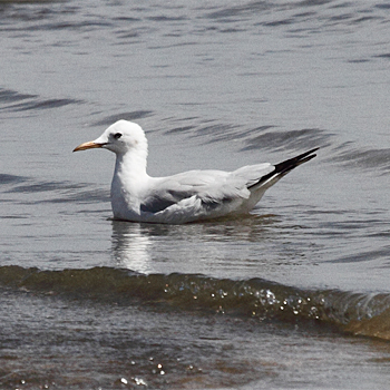 Slender-billed Gull