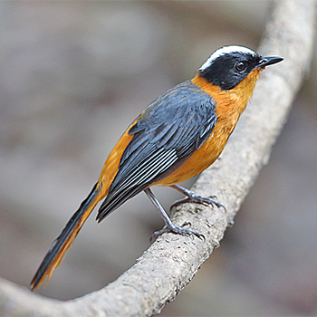 Snowy-crowned Robin-chat