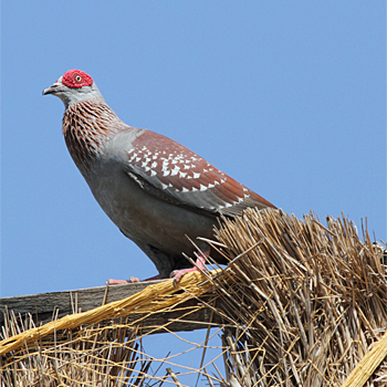 Speckled Pigeon