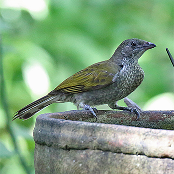 Spotted Honeyguide