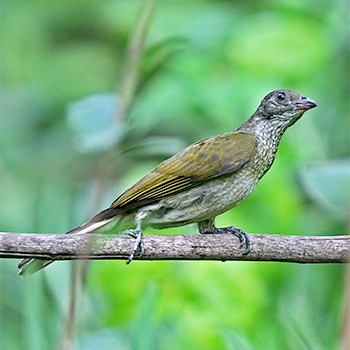 Spotted Honeyguide