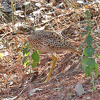 Spotted Thick-knee