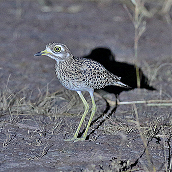 Spotted Thick-knee