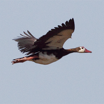 Spur-winged Goose