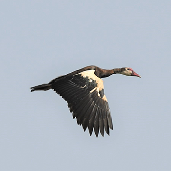 Spur-winged Goose