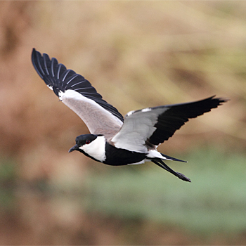Spur-winged Lapwing