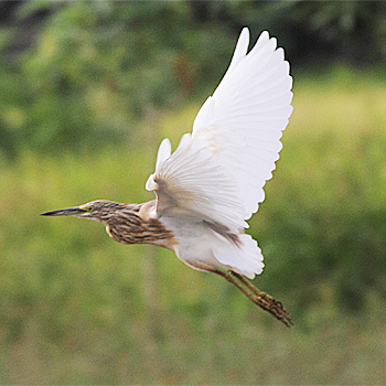 Squacco Heron