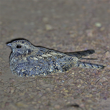 Standard-winged Nightjar