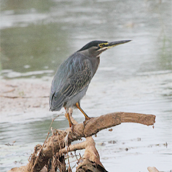 Striated Heron