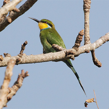 Swallow-tailed Bee-eater