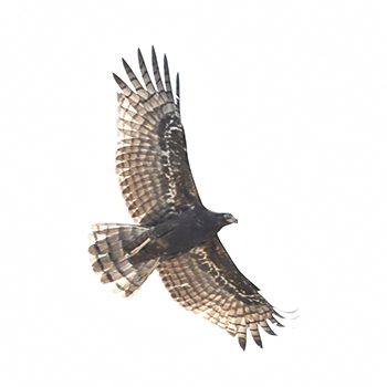 Tawny Eagle