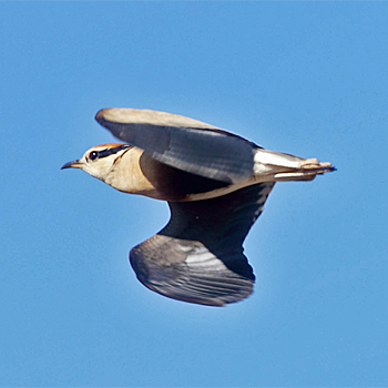Temminck's Courser