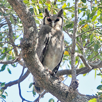 Verreaux's Eagle-owl