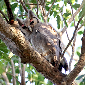 Verreaux's Eagle-owl