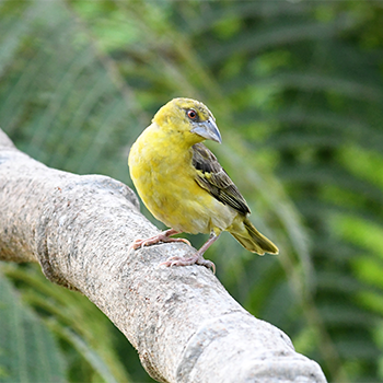 Village Weaver
