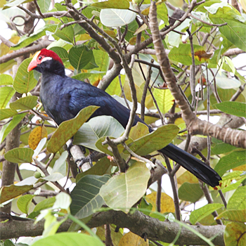 Violet Turaco