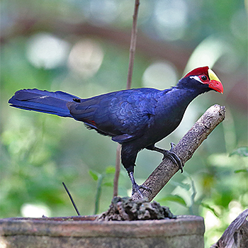Violet Turaco