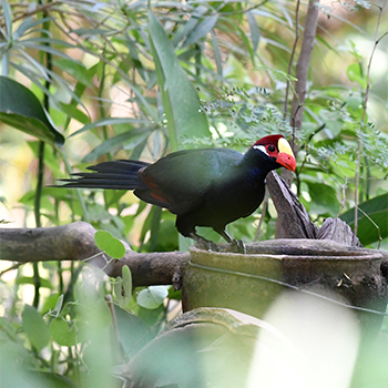 Violet Turaco