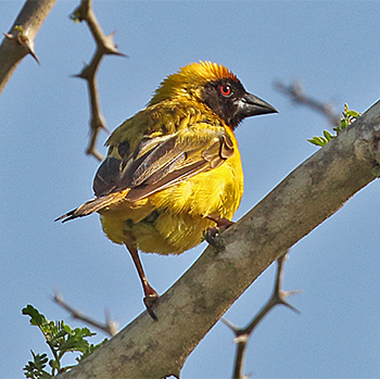 Vitelline Masked-weaver