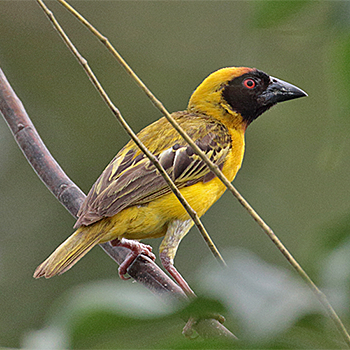 Vitelline Masked-weaver