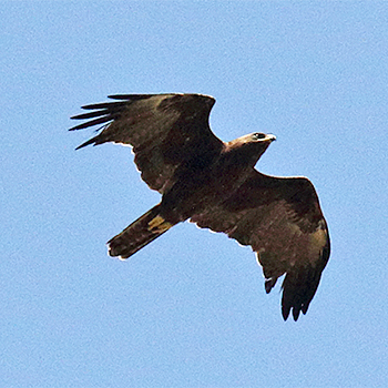 Wahlberg's Eagle