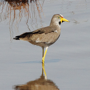 Wattled Lapwing