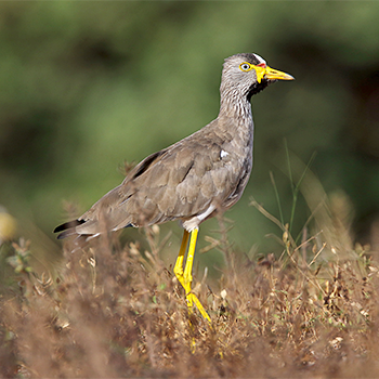 Wattled Lapwing