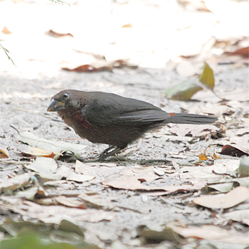 Western Bluebill