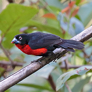 Western Bluebill