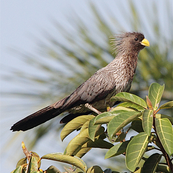 Western Plantain-eater