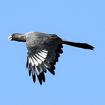 Western Plantain-eater