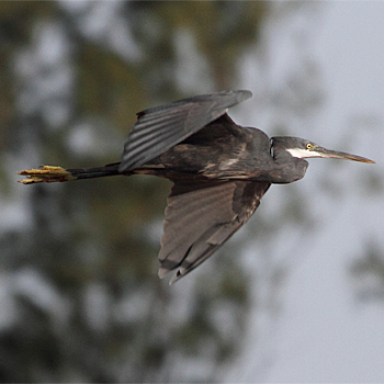 Western Reef-heron