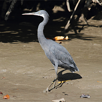 Western Reef-heron