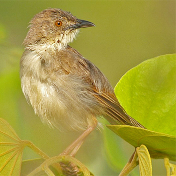 Whistling Cisticola