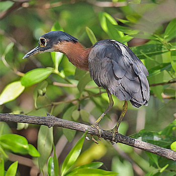 White-backed Night-heron